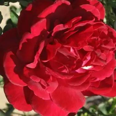 Rosa Thor - roșu - trandafiri târâtori și cățărători, Climber
